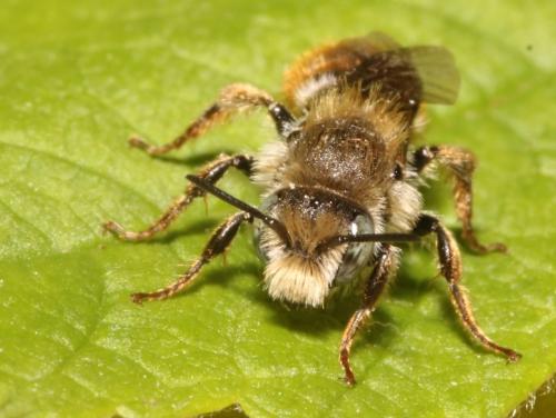 Osmia rufohirta